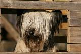 SKYE TERRIER 009